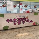 속초응골딸기Lab