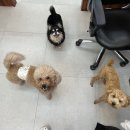 펫글타운 이미지