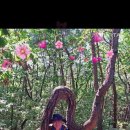 어라연 이미지