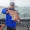 오복호 | 낚시 초보인데 아버지랑 너무 재밌게 다녀온 원산도 배낚시 후기[오복호 낚시]