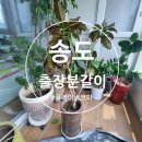 크로톤 | 송도 출장분갈이 │ 행운목·인도고무나무·금전수·크로톤 분갈이 후기 │ 출장분갈이 전문 플레이스콤마