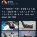 해피바나나