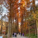 산림욕장 이미지