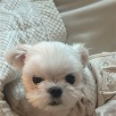 희동이의 하루 이미지