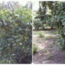 이백농장 이미지