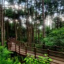 잣향기푸른숲 축령백림관 | 연인산명품계곡길,잣향기 푸른숲(2024년6월25일)