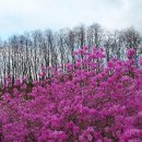 걷기영성(7) -산수유 꽃 섧게 피는 꽃길 칠십리 이미지