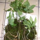 고려산삼 이미지