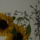 더 여니 이미지