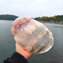 거제우럭아횟집 | 아주동 횟집 거제해금강회센터 거제도 낚시여행 중 즐긴 회포장 후기