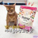 고양이사료 추천 나우프레쉬 굿그레이비캣, 물만 부으면 습식으로 변신!