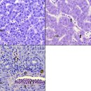 10℃에 Moritella viscosa의 대서양연어 침지 감염. 이미지