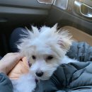 행복한강아지 | 세종 애견미용 강아지미용 행복한 OO_배냇미용 실패 후기