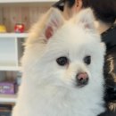 베리독하우스 애견유치원 & 애견호텔 부천점 이미지