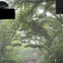남원읍-116 | [26.05.21-26.05.23] 2박3일 제주도 여행 - 서귀포 치유의 숲/연돈 웨이팅/제주산방식당 밀냉면/제주...