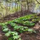 청정농장 이미지