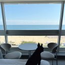 스카이애견 | 부산 가볼만한 곳 해운대블루라인 해변열차(스카이캡슐) 애견동반 자세한 후기 (청사포 포토존 팁까지)