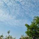 알레제주 이미지