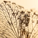 클래식가곡 이미지