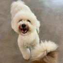 도그레이 | 용인 강아지 유치원/호텔_도그레이