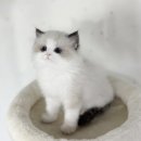 이루다 동물병원 | 내 로망이었던 화성 랙돌분양, 드디어 꿈을 이루다! (솔직 후기)