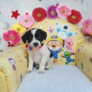 웅남동225 이미지