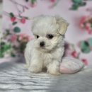 김해 해피몽 김해강아지분양 고양이분양 이미지