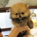 미스터도그 이미지
