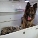 멍뭉워시 이미지