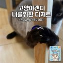 (주)대주바이오 | 고양이캔디 너를위한 디저트 연어맛 내돈내산 찐반응 솔직후기
