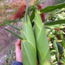 승규농장 이미지