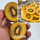 국내산골드키위로 즐기는 달콤한 <b>건강</b>간식 정겨운<b>농원</b> 골드키위 2kg