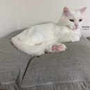 펫프랜즈 - 원주시 치악로 1732-76 | 펫프렌즈 첫 구매 후기 | 고양이 용품, 방석·스크래처 사용 후기