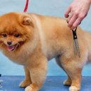 애견미용 이미지