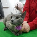 주민이네 복실강아지 이미지