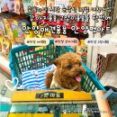 애견11번가 캣넬 | 안양애견용품 안양펫마트, 안양강아지용품 쇼핑하다 시간 순삭된 110평 대형매장