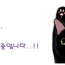 쿨캣 Daum카페