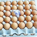 농업회사법인 주식회사 늘푸른 - 882 | 농업회사법인 주식회사 늘푸른