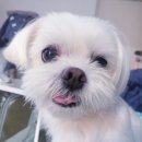 온리유 펫살롱 이미지