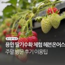 석이농장 | 아기랑 용인 딸기농장 헤븐온어스 수확 체험 방문팁