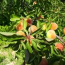 주원(2)농장 이미지