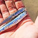 강릉정동진바다풍경오션뷰펜션 이미지