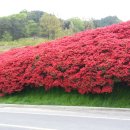 섬진강변 철쭉길 이미지