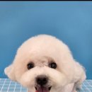 힐스 펫살롱 이미지