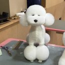 정애견미용학원 네이버블로그