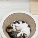 고양이 카페 여기 이미지