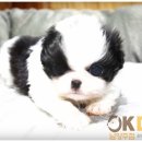 오케이독 이미지