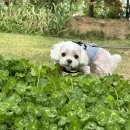 카페음봉 이미지