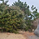 흙의 살들(시비) 이미지