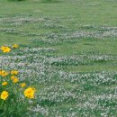 푸른초장 이미지